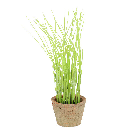 Chives in a flower pot 