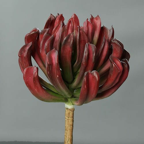 Rostlina/květina umělá Sukulent, vínová, 56cm|Ego Dekor