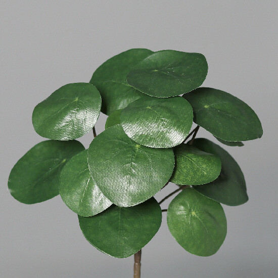 Pilea Peperomioides-krzew, 26 cm, 12/96|Ego Dekor