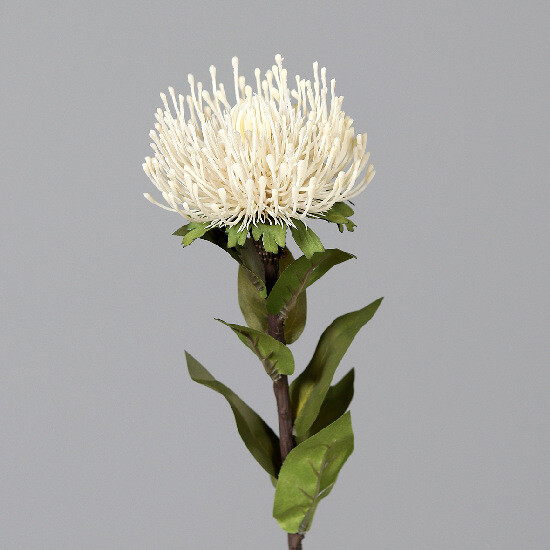 Kvetina Protea, krémová, 74cm | Ego Dekor