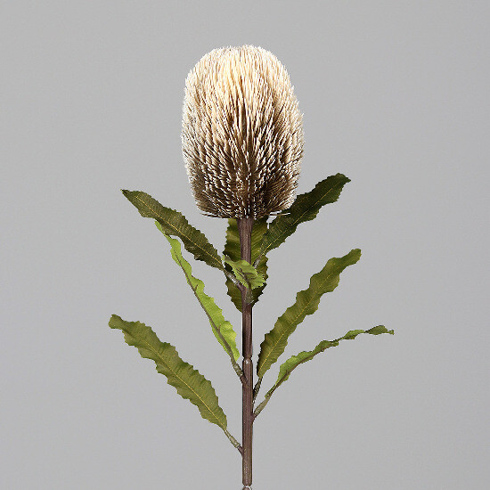 Květina Protea, krémová, 65cm|Ego Dekor