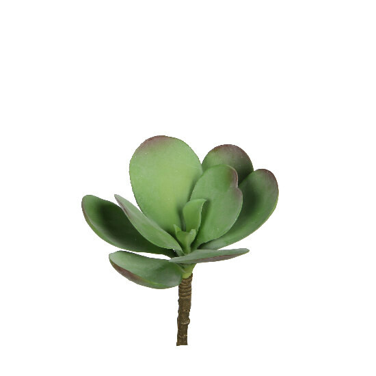 Succulent flower with a large leaf, green|Ego Dekor