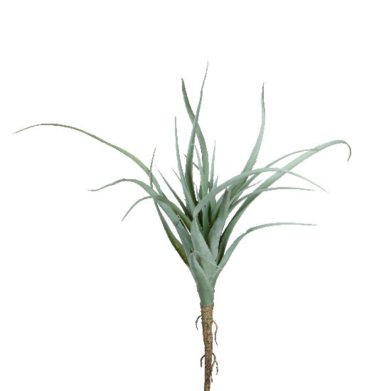 Květina Tillandsia, zelená|Ego Dekor