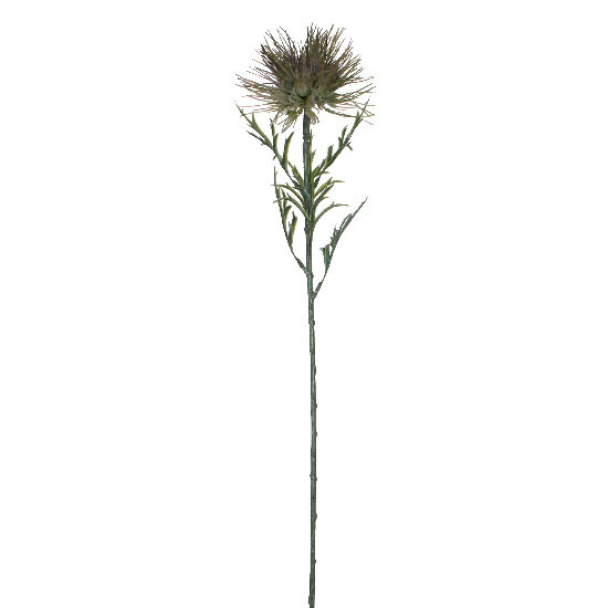 Květina Protea, zelená, 71 cm|Ego Dekor
