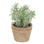 Thyme in a flower pot 