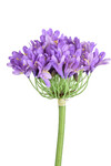 Kwiat Kalokvet, fioletowy|Ego Dekor