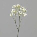 Květina Šater, bílá-krémová