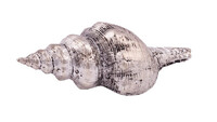 Shell, silver, 12.5x5x4cm (SALE)|Ego Dekor