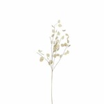 EGO DEKOR JJ Květina penízek sušená FLOWEE, bílá, pr.10x72cm