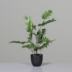 Philodendron im schwarzen Kunstofftopf, 50 cm, 8/40|Ego Dekor