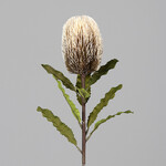 Protea flower, cream, 65cm|Ego Dekor