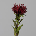 Kvetina Protea, vínová, 74cm|Ego Dekor
