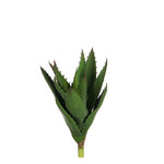Flower Aloe vera|Ego Decor